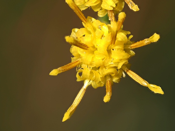 Structure chimique des principaux terpènes présents dans les fleurs de CBD